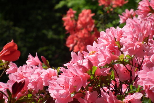 梅宮大社の牡丹とキリシマツツジ　そして藤の花<br />梅宮大社は紫陽花でも有名ですが梅林や桜そしてツツジも大変綺麗です<br />なんとかゴールデン・ウィークに間に合うようにと思っています<br />私が行った21日は牡丹は余り多くはありませんが咲き始め　キリシマツツジは4分から6分咲き<br />藤は本当に咲き始めでした<br />明日からゴールデンウィーク　行き場所に困ったらとりあえず京都へ！