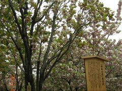 今年の造幣局の桜