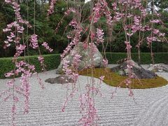 2013年春　そうだ　京都、行こう！