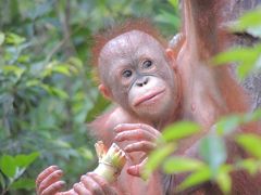 ボルネオ島へオランウータンに会いに行ってきました