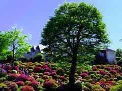 つつじまつりの根津神社と、不忍池