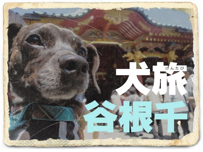 愛犬Ｋｅｎと旅する企画『 犬旅 』<br /><br />第３回は、谷根千。<br />おおっと、今度は東京ですかぁ？！<br />東京のことなら、案内は“東京犬”のオレに任せろ。
