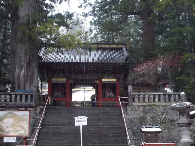 4月２１日（日）日光は、春なのに季節外れの雪景色。<br />午前中、世界遺産エリアをお散歩しました。<br /><br />綺麗な雪化粧したいろいろな花たちを楽しみました。<br />有名な輪王寺の金剛桜もちょうどみごろ、輪王寺 逍遙園では、雪化粧をしたシャクナゲ<br />いろいろのところで、ミツマタの黄色い花、桜、アカヤシオの花も<br />大獣院で、カタクリの群落を見られず残念でしたが、<br />杉の木に囲まれた世界遺産エリアで、こんなに花を楽しめるとは、予想外でした。<br /><br />それでは、写真でたどります。<br />