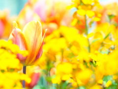 八重桜が満開です☆ハクトウワシの捕食風景　ノースショアのお散歩２箇所