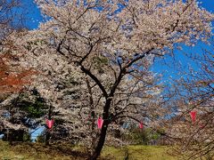 上田城跡公園a　千本桜まつり　満開～散り始め　　☆新幹線で上田、観光バス乗車