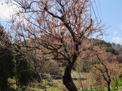 千曲市森b　あんずの里・薬師山公園を巡って　☆姫杏/アンズを土産に