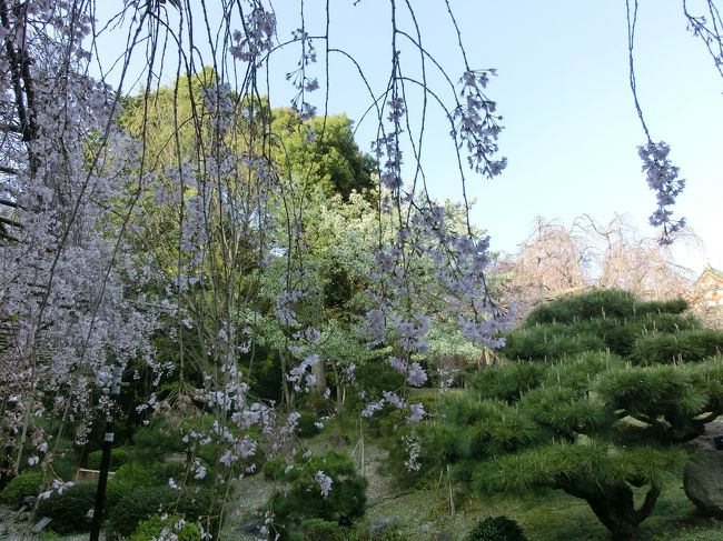 今年は桜が散るのが早くて、これはという桜を観られません。<br />そこで、昨年行ったときに他が結構満開だったのに、<br />まだ、8部咲き位だった平安神宮のお庭へ行くことにしました。<br />平安神宮では枝垂桜が有名です。