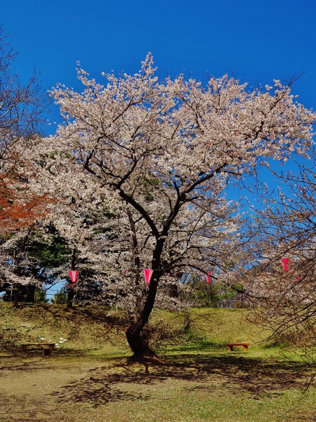 上田城跡公園の桜について<br />■開花の指標<br />上田城跡公園の標本木は、二の丸通り沿いにあるソメイヨシノです。<br />標本木に5～6輪花が咲いたら開花、8割開花したら満開となります。<br />■上田城に咲く桜の種類<br />上田城跡公園を埋め尽くすように咲くソメイヨシノのほか、いち早く開花するシダレザクラ、可憐な花をつけるウコンザクラなど、上田城跡公園内に植えられている数種類の桜をご紹介します。<br />（　http://www.city.ueda.nagano.jp/hp/shokan/0500/20100216134602108.html#sakura　より引用）<br /><br />上田城桜情報については<br />http://www.city.ueda.nagano.jp/hp/sys/20091103000001469.html<br /><br />上田城千本桜まつりについては・・<br />http://www.uedajo-senbonzakura.jp/<br /><br />上田城跡公園　石垣と西櫓が残り　☆櫓門や塀などを木造復元（2013年３月21日）<br />http://4travel.jp/traveler/maki322/album/10762933/<br /><br />高遠コヒガン桜・高田夜桜 大感謝祭2日間（トラピックス）<br />ポイント<br />３ヶ所のさくら名所（臥竜・高田・高遠）へご案内！<br />天下第一と称される桜 高遠城址公園の「コヒガン桜」をご見学！<br />日本三大夜桜のひとつ「高田公園の夜桜」と約800本の桜が咲き誇る「臥竜公園」へご案内！<br /><br />4月15日（1日目）	<br />東京駅（7：50発）＝＝長野新幹線【普通車】指定席＝＝＝＝上田駅＝＝○上田城址公園（真田氏の居城・上田城を核とした公園）【約50分】＝＝○千曲あんずの里（あんずをはじめとした花々が咲く地）【約50分】＝＝○臥竜公園（日本さくら名所100選・約800本の桜が咲く）【約50分】＝＝小布施(フリー) ＝＝信州中野（信州プレミアム牛御膳の早めのご夕食［16：30頃］）＝＝<br />○高田公園の夜桜（日本さくら名所100選　日本三大夜桜のひとつ）【約60分】＝＝<br />白馬地区（泊）　21：30頃着　　バス走行距離／約250km	<br />【宿泊先：ホテルシャレータケダ】<br /><br />4月16日（2日目）	<br />白馬地区（9：00発）＝＝◎高遠城址公園（日本さくら名所100選　天下第一と称される桜は圧巻）【約120分】＝＝○奈良井宿（日本の情緒を色濃く残す観光スポット）【約60分】＝＝<br />茅野駅＝＝特急あずさ号【普通車】指定席＝＝＝＝新宿駅（21：00着）：バス走行距離／約215k<br />【日本さくら名所100選】・・・（財）日本さくらの会選定 <br />