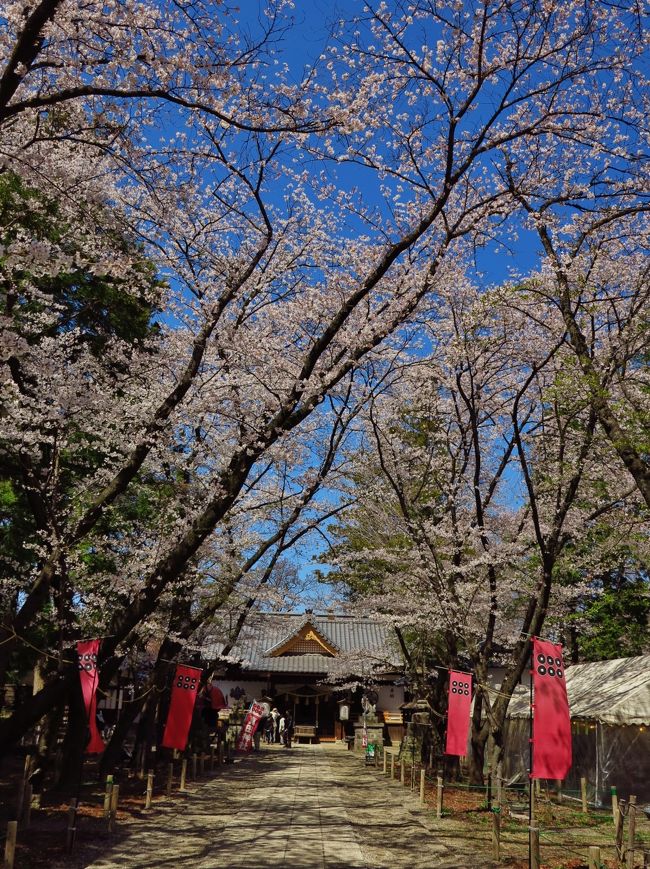 真田神社は上田城本丸に鎮座する神社です。案内板によると「　当社は戦国時代の天正１１年（１５８３）上田にこの平城を築き城下町を造った真田父子を主神とし、江戸時代に民政を尽くした仙石・松平の歴代藩主を祭神とする神社であります。殊に１０数倍の大軍を２回に渡り撃退して日本一の知将と謳われた真田幸村の神霊は、今も智恵の神様として崇められています。　<br />（　http://nagatabi.hariko.com/ueda/sanada.html　より引用）<br /><br />真田神社については<br />http://www.sanada-jinja.com/<br /><br />上田城桜情報については<br />http://www.city.ueda.nagano.jp/hp/sys/20091103000001469.html<br /><br />上田城千本桜まつりについては・・<br />http://www.uedajo-senbonzakura.jp/<br /><br />上田城跡公園　石垣と西櫓が残り　☆櫓門や塀などを木造復元（2013年３月21日）<br />http://4travel.jp/traveler/maki322/album/10762933/<br />