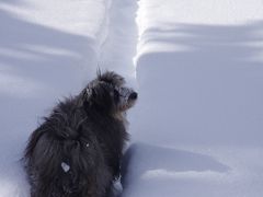 白い大地の軌跡シリーズN0.7～オンネトー凍結の湖上を犬とともに歩く～