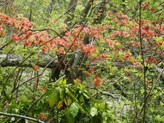 戸倉三山の今熊山～刈寄山～愛宕山を歩く