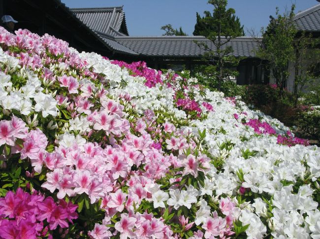 法雲寺（法雲禅寺）のつつじ。<br />良く手入れされていて、とても綺麗な庭園。<br />つつじが見ごろです。<br />毎年法雲寺につつじ観賞で訪れていますが、ほんとにここのつつじは綺麗です。<br />つつじだけでななくハナミズキや他の花々も見応えがあります。