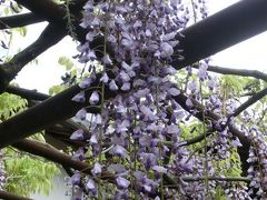 福岡県福智町　定禅寺の藤