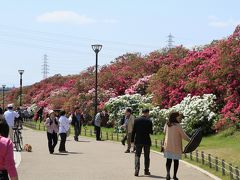 浅香山つつじまつり。見ごろです。