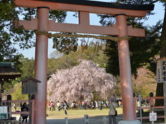 京都大原三千院と鞍馬寺と上賀茂神社と二条城で桜を愛でる。