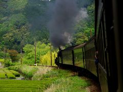 ～それぞれのロマンを乗せて～　茶畑と木々の新緑トンネルを潜る大井川鉄道SLの旅。