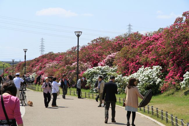 浅香山つつじまつり。 4月27日(土)〜5月6日(月)開催<br />見ごろです。<br />浅香山浄水場で毎年恒例の「浅香山浄水場つつじの通り抜け」は、浄水設備の撤去にともなう敷地の整備や、新たに整備された大和川の堤防沿いに植えられた約2500本、延長約600mの「浅香山緑道」のつつじを楽しむため「浅香山つつじまつり」として再出発しています。<br />もちろん浅香山浄水場内の樹齢70年をこえるつつじも健在で楽しむことができます。<br /><br />好天に恵まれ、汗ばむ陽気の中たくさんの人々が訪れていました。<br /><br />近辺には駐車場がないため、JR堺市駅前駐車場に車を駐車し、浄水場まで15分ほど歩きました。