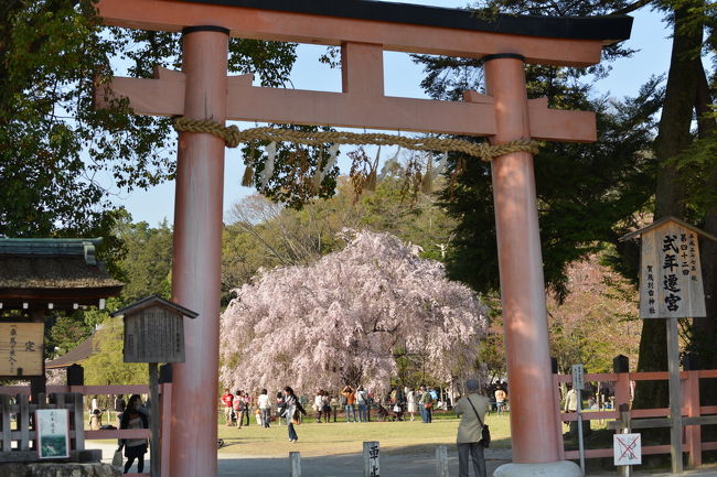 毎年恒例の京都で桜を愛でる旅です。<br /><br />今年は始発のマリンライナーで出発しましたが、5時33分に発生した地震で80分間停車して、8時30分ぐらいに京都着です。本当は7時10分着だったのに・・・<br />気を取り直して、京都バスに乗って大原へ向かいます。<br /><br />今日の行程は、<br />大原三千院、実光院、宝泉院<br />鞍馬寺<br />上賀茂神社<br />二条城<br />です。<br /><br />写真は、上賀茂神社の斎王桜です。<br /><br />