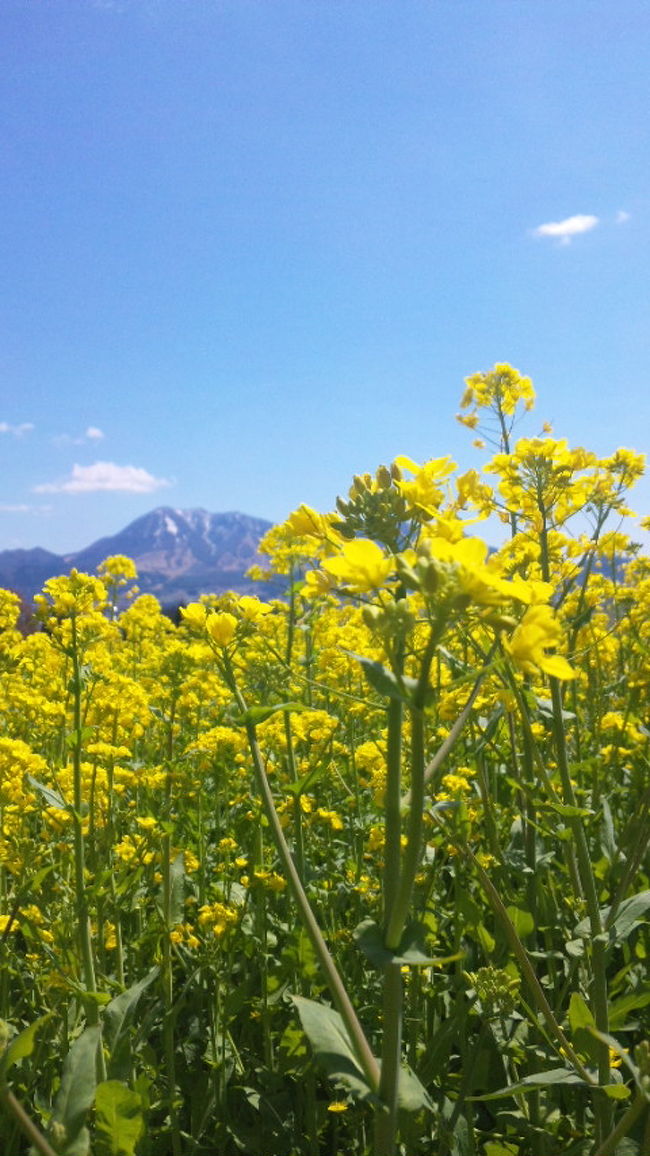 新潟の池の平の水芭蕉〜長野県飯山の菜の花。そして、高橋まゆみ人形館。