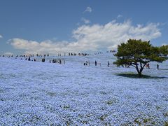 ２０１３年ひたちなか海浜公園のネモフィラとチューリップ