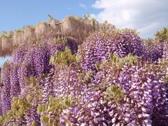 2013年GW　栃木散策（2）あしかがフラワーパークへ