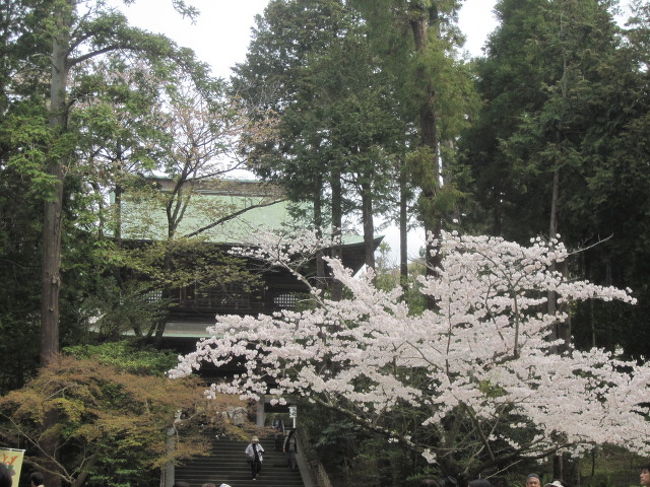 桜の季節の鎌倉を散歩