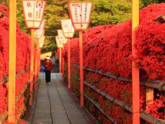 京都　花めぐり～長岡天満宮の霧島つつじ