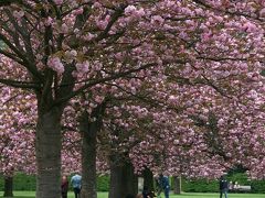 知る人ぞ知るイル・ド・フランス地方の桜のメッカ、ソー公園 / Parc de Sceaux 2013