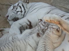 東武動物公園★念願のホワイトタイガーの赤ちゃんとご対面！