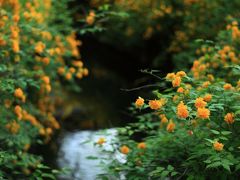 京都　花めぐり～松尾大社の山吹