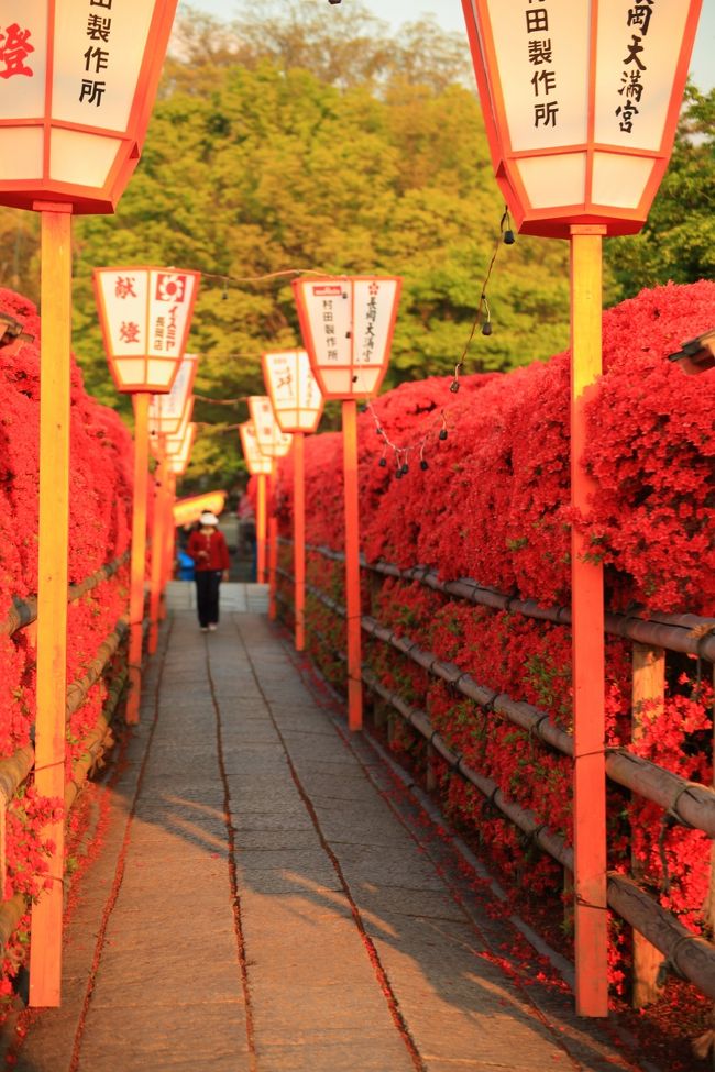 京都、奈良の花の社寺めぐりへ。<br /><br />京都<br />長岡天満宮　霧島つつじ　（見頃）<br />松尾大社　　 山吹　（見頃終盤）<br />乙訓寺　　　　牡丹　（見頃始め）<br /><br />奈良<br />久米寺　　　　平戸つつじ　（咲き始め）<br />壺阪寺　　　　山吹　（見頃）<br />岡寺　　　　　 石楠花　（見頃始め）<br />