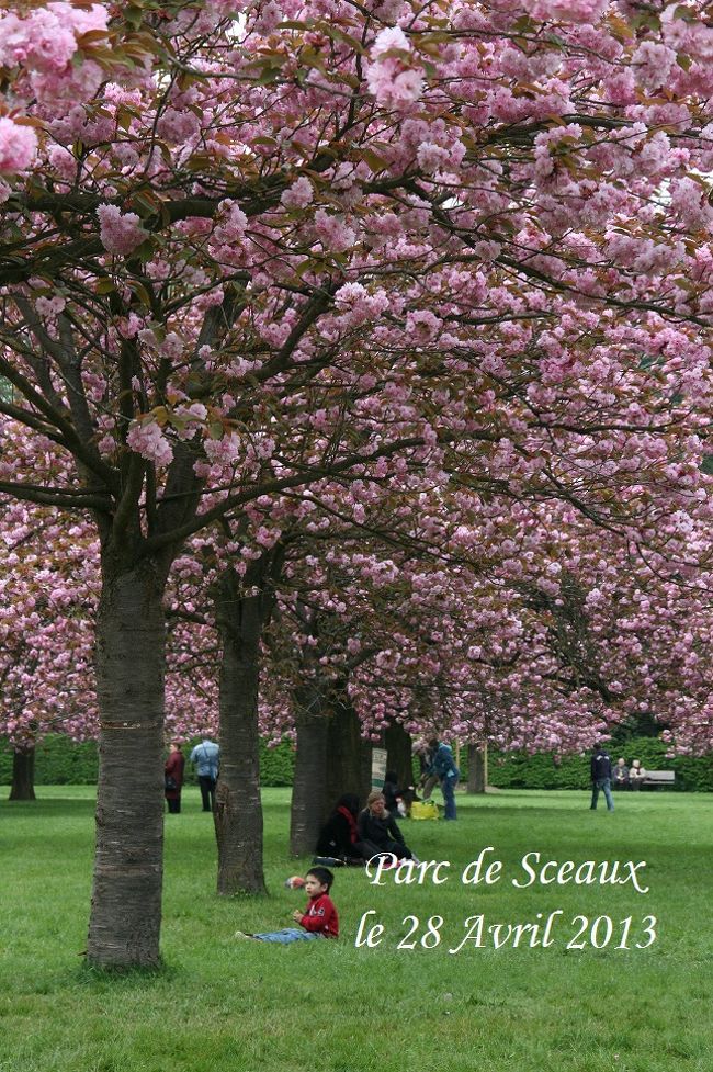 冬のようなお天気に戻ってしまったこの週末。<br /><br />予定していた土曜日は少々体調が悪く行けなかったので、<br />翌日の日曜日、寒いけど辛うじて雨は降らないようだったから、<br />イル・ド・フランス地方の桜のメッカである、<br />ソー公園に行って来ました。<br />いつもながら出だしの遅いippuni夫婦はこの日も午後遅く出発！<br /><br />ソー公園へはこの桜の季節しか行かないですが、<br />この時期はお花見を楽しむアジア人グループや、<br />コスプレをしながらお花見を楽しむ現地の人が多く、<br />この八重桜地帯一体は不思議なアジア空間でした。<br /><br />去年は若干早く咲く白い桜地帯を見に来て、<br />八重桜の見ごろに来れなかったので、<br />今年は八重桜の見ごろの時期に来てみました。<br /><br />因みに、去年のソー公園の様子はこちら(↓)<br />http://4travel.jp/traveler/ippuni-gm/album/10657680/