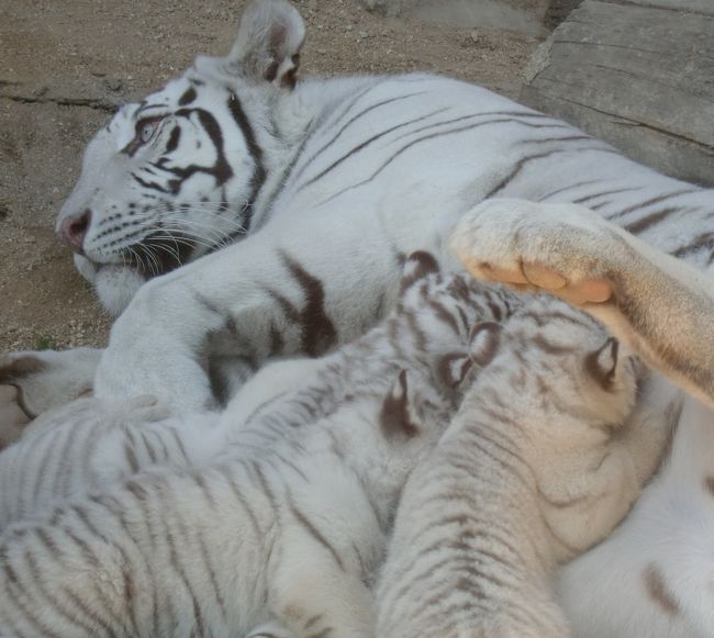 ネコ科動物をこよなく愛する私、東武動物公園で念願のホワイトタイガーの赤ちゃん達にご対面してきました！<br />２０１３年３月１６日に産まれた４頭の赤ちゃん達は５月２日から一般公開の予定でしたが、偶然にも５日も早く見る事が出来たんです！<br /><br />ぽかぽか陽気の週末、カーラママにくっついてお外に出てきたんでしょうね。<br /><br />その可愛さったら半端じゃありません！<br />何度連れて帰りたいと思った事か！！<br /><br />ベビータイガーちゃん達の可愛い姿をぜひご覧ください！