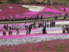 羊山公園の芝桜　Sibasakura en parque de Hitujiyama