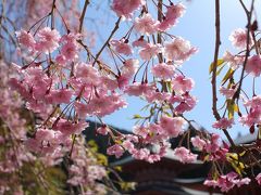 こんないいお天気の日は。。　名残の花（桜）＆新緑の「比叡山」を歩こう～！　　「本家　鶴喜そば　本店」⇒比叡山「坂本ケーブル」⇒「延暦寺」（世界遺産）『東塔　根本中堂（国宝）』⇒『西塔』