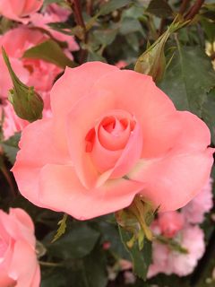 バラを愛でに～京都府立植物園へ