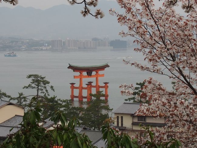 今年は例年より桜の開花が早かったので、ちょうど満開に時期に訪れることができました。ずっと行ってみたかった安芸の宮島。桜満開の様子をご覧ください。