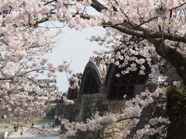 桜満開の錦帯橋を訪れることができました。例年よりも早い満開だったようです。昼間だけでなく夜になってもたくさんの人が訪れていました。本当にいい時期に行くことができました。