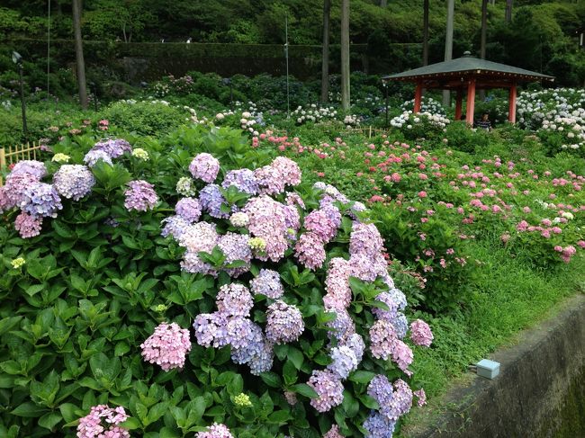 ギリギリアウト？三室戸寺のあじさい鑑賞