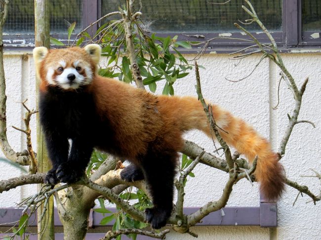 ＧＷ前半は残り３園となったレサパン動物園２巡目完訪を目指し、昨日は広島市安佐動物公園（旅行記→http://4travel.jp/traveler/jillluka/album/10769743/）は訪問、瀬戸内海を渡った今日は愛媛県立とべ動物園を訪問です。<br />１巡目も２巡目も、広島安佐、愛媛とべ、高知のいちが最後に残ったのですが、これは、近くていつでも行ける安心感で他の遠方動物園をついつい優先しちゃった結果であり、この３園は一度行くとどうしても再訪したくなる魅力的な動物園です。<br />レッサーパンダはもちろんのこと、他にも会いたかった子達に１年ぶりに会うことが出来ました。<br /><br /><br />これまでのレッサーパンダ旅行記はこちらからどうぞ→http://4travel.jp/traveler/jillluka/album/10652280/ <br />