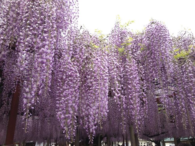 母のお供で日帰りバスツアーに参加。<br />藤や芝桜、牡丹を鑑賞し、すき焼き食べ放題の夕食にお土産盛り沢山でなんだかお得な気分になりました。