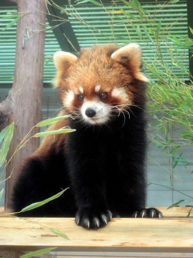 ２０１３年ＧＷ前半のレッサーパンダ紀行の最終目的地は高知県立のいち動物公園です。<br />１月にリク君が高知から岡山に移動し、カイちゃんの一人暮らしとなっていたのいちですが、３月に新しいお婿さんカイ君が千葉からやってきました。<br />そうなんですカイちゃん、カイ君の同名ペアの誕生です。<br />過去にはあったかもしれませんが、現在では唯一の同名ペアに会ってきました。<br /><br /><br />これまでのレッサーパンダ旅行記はこちらからどうぞ→http://4travel.jp/traveler/jillluka/album/10652280/ <br />