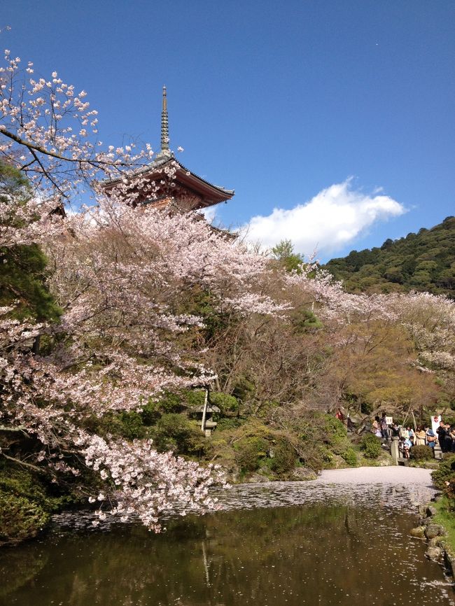 ベルギー人のお友達がお母様と日本を旅行中、ちょうど週末に京都へやってくるというので再会することになりました。<br />九州から桜とともに北上して、日本の春を満喫してもらえたようでわたしも満足でした。