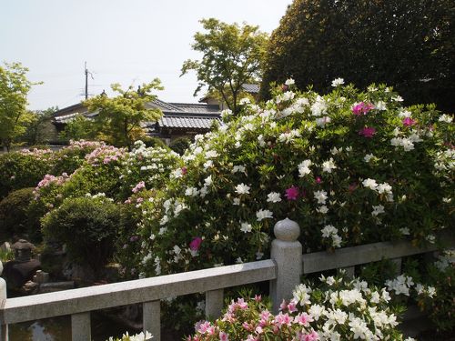 京の洛北、鐘を追いかけて妙満寺と借景の枯山水庭園の円通寺