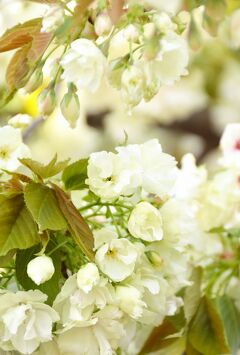 Japan　小平グリーンロード　雨あがりの八重桜  都立狭山・境緑道（サイクリングロード）　　～ミツバチばあやの冒険～