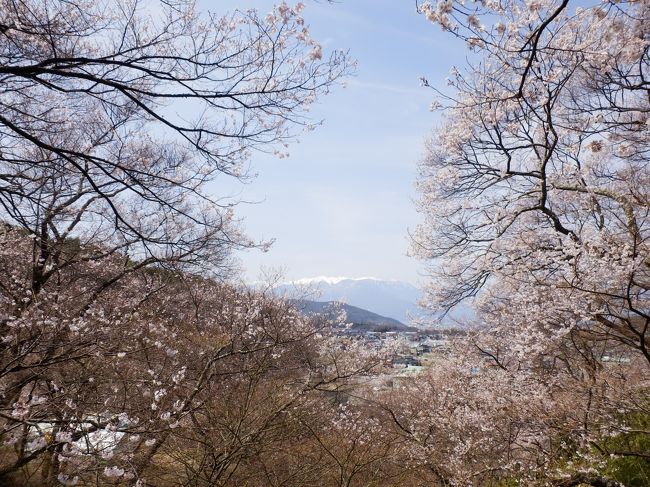 早咲きだったり、週末は天気が悪かったりで、<br />2013年のさくらを堪能できなかったので、<br />思い切って、高遠まで来て見ました!<br /><br />いやぁ〜。やっぱりいいわ。<br />はじめて来たけど。