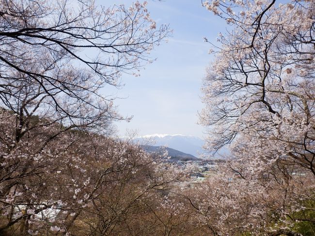 早咲きだったり、週末は天気が悪かったりで、<br />2013年のさくらを堪能できなかったので、<br />思い切って、高遠まで来て見ました！<br /><br />いやぁ〜。やっぱりいいわ。<br />はじめて来たけど。