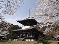 根来寺（和歌山県）で桜を見てきました！（２０１３年４月）