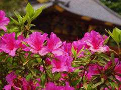 ２０１３　根津神社　つつじが咲いてー上