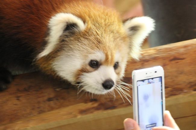 去年2012年に茶臼山動物園で生まれた子レッサーパンダたちは、今年2013年１月から４匹ぞろぞろ屋内運動会にて展示されています。<br />そんな子パンダの保育園状態が見たくて見たくて、３回目の茶臼山動物園行きのタイミングをじりじりうかがっていました。<br />やっとゴールデンウィーク前半２日目に行くことができました！<br /><br />去年９月に、チャオくんとアジサイちゃんの子供のケンシンくんとサチちゃんには、まだ公開間もない、名前がついていないときに会うことができましたが、すっかり大きくなっていました。<br />サチちゃんは、尻尾くるりんでなくなっていたし、４匹とも父親が同じチャオくんということで（ノゾムくんとネネちゃんのお母さんはノンちゃん）、私には子パンダたちの見分けはさっぱりつきませんでした@<br />かろうじて、いたずらっ子のガキ大将っぽいケンシンくんだけが、ひょっとしたらそうかも、と思えたくらい。<br />しかし見分けがつかずとも、４匹にはちゃんと個性がありました。<br /><br />子パンダが４匹もいると、ほんとににぎやかでした。<br />よく遊ぶので、何時間見ていても飽きないくらいでした。<br />ぴいぴい鳴きながらの取っ組み合いも、途中で相手が入れ替わったりするし、３匹ごろごろくんずほつれずのときに１匹だけ離れてマイペースだったり@<br />とりわけ、頭上の通路を何匹も続けてトコトコ渡るシーンと、昼に新しく差し入れられた笹に４匹が無我夢中で食らいつく様子が、非常に可愛らしくて、見応えありました！<br />前者は、ふれあい動物園でよくあるモルモットがおうちに帰るときの行進を連想しました。<br />後者は、jilllucaさんが、さながら青虫状態とたとえていましたが、まさにその通りでした。<br />子パンダたちは食欲旺盛！<br />上からも下からも笹に群がり、笹がみるみるなくなっていく様子は、とても面白かったです。<br /><br />子パンダちゃんたちはよく動くので、写真を撮るのは困難でした。<br />遊ぶ姿や可愛い動きがよくでているため、多少、ピントが甘くても削除せずにとっておいた写真もたくさん。<br />頭上の通路を歩くときが、とりわけ撮影チャンスだったりします。<br />そのときの子パンダちゃんたち、下で見学している我ら人間に興味を示してくれることがたびたびあったから@<br /><br />＜３度目の茶臼山動物園詣の旅行記のシリーズ構成＞<br />□（1）プロローグ〜営業開始のモノレールに乗って北口からアクセス<br />■（2）ケンシンくん、サチちゃん、ノゾムくん、ネネちゃん、しっちゃかめっちゃか@<br />□（3）茶臼山動物園のアイドル・レッサーパンダたちにさらに８匹も会えた！<br />□（4）ウォンバットが可愛い！〜動物さまざま＆桜あふるるGWの信州の動物園<br /><br />茶臼山動物園の公式サイト<br />http://www.chausuyama.com/<br /><br />＜タイムメモ＞<br />05:50頃　家を出る<br />06:50　大宮駅発 長野新幹線あさま501号乗車<br />08:35　篠ノ井駅到着<br />09:15　篠ノ井駅西口発 Zooぐるバス始発<br />09:28頃　北口駐車場前からモノレールで北口へ<br />09:30　北口から茶臼山動物園に入園（09:30開園）<br />09:35-13:35　レッサーパンダの森（４時間）<br />13:40-14:15　その他の動物たちとピクニック広場の桜<br />14:14-14:35　ランチ休憩<br />14:35-16:00　その他の動物たち<br />16:30　動物園を出る（16:30閉園）<br />16:35発　Zooぐるバスで篠ノ井駅へ<br />16:57　篠ノ井駅発長野行信濃本線<br />17:26　長野駅発あさま542号<br /><br />＜これまでの茶臼山動物園のレッサーパンダ旅行記＞<br />2012年７月15日<br />「長野新幹線に乗って茶臼山動物園までレッサーパンダ詣（4）手の届きそうな頭上をかけずり回るいたずらレッサーパンダっ子たち」<br />http://4travel.jp/traveler/traveler-mami/album/10689023/<br />「長野新幹線に乗って茶臼山動物園までレッサーパンダ詣（5）カメラ目線上手なロン君のお散歩タイム＆レッサーパンダいろいろ」<br />http://4travel.jp/traveler/traveler-mami/album/10689097/<br /><br />2012年10月７日<br />「長野新幹線に乗って茶臼山動物園までレッサーパンダの赤ちゃん詣（2）もこもこキュートな赤ちゃんたちと屋外レッサーパンダたち」<br />http://4travel.jp/traveler/traveler-mami/album/10715755/<br />「長野新幹線に乗って茶臼山動物園までレッサーパンダの赤ちゃん詣（3）屋内の元気っ子モモちゃんシンゲン君と満面の笑顔のお散歩ロン君」<br />http://4travel.jp/traveler/traveler-mami/album/10715826/<br /><br />※その他、これまでの動物旅行記の目次はこちら。<br />「動物／動物園と水族館の旅行記〜レッサーパンダ大好き〜　目次」<br />http://4travel.jp/traveler/traveler-mami/album/10744070/<br />